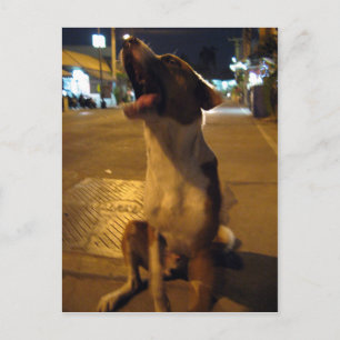 Carte Postale Pee Mai... Soi Dog, Thaïlande