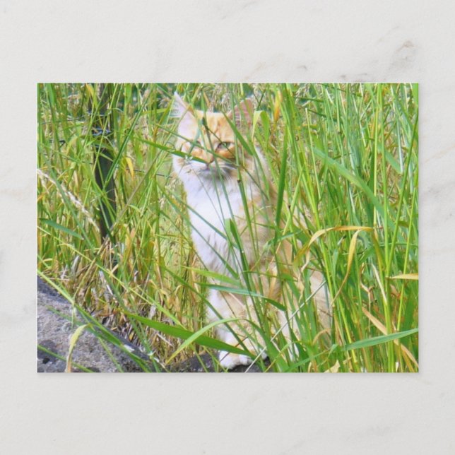 Carte postale Peek-a-boo (Devant)