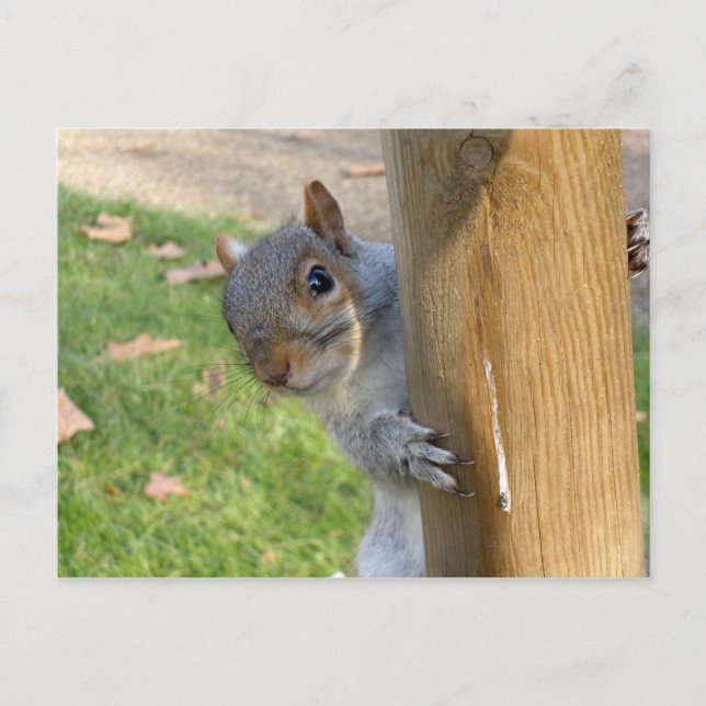 Carte Postale Peek-a-Boo ! (Devant)