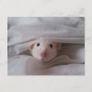 Carte postale Peekaboo Rat