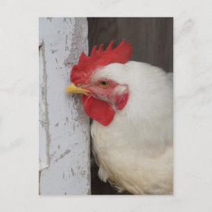 Carte Postale Peeking blanc