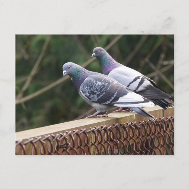 Carte Postale Peering Pigeons (Devant)
