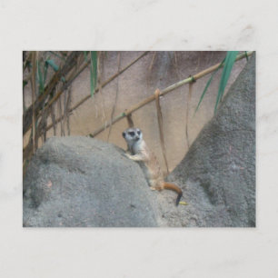 Carte Postale Peerkat Meerkat