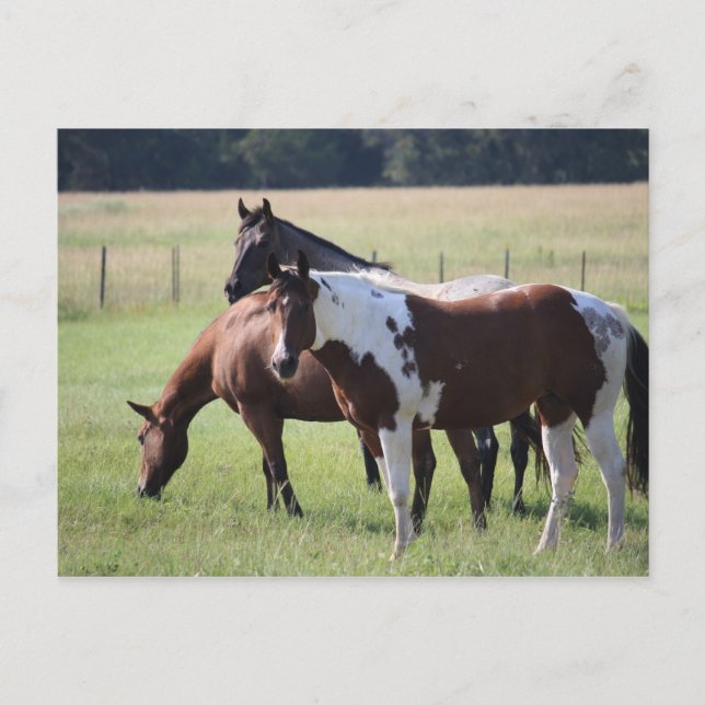 Carte Postale Peignez le cheval et les amis (Devant)