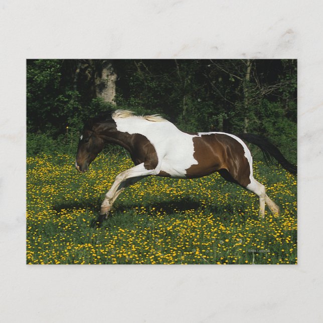 Carte Postale Peignez le cheval fonctionnant dans le domaine des (Devant)