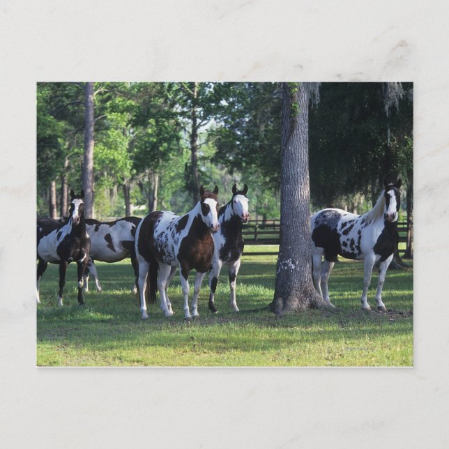 Carte Postale Peindre les chevaux dans les arbres (Devant)