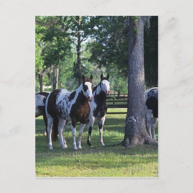 Carte Postale Peindre les chevaux dans les arbres (Devant)