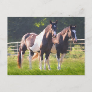 Carte Postale Peindre Les Chevaux En Pâturage