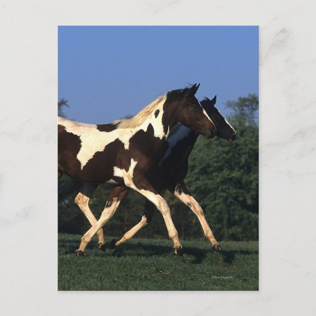 Carte Postale Peindre les oreilles en cours (Devant)