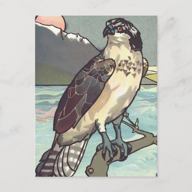 Carte Postale Peindre par nombre Hawk (Devant)