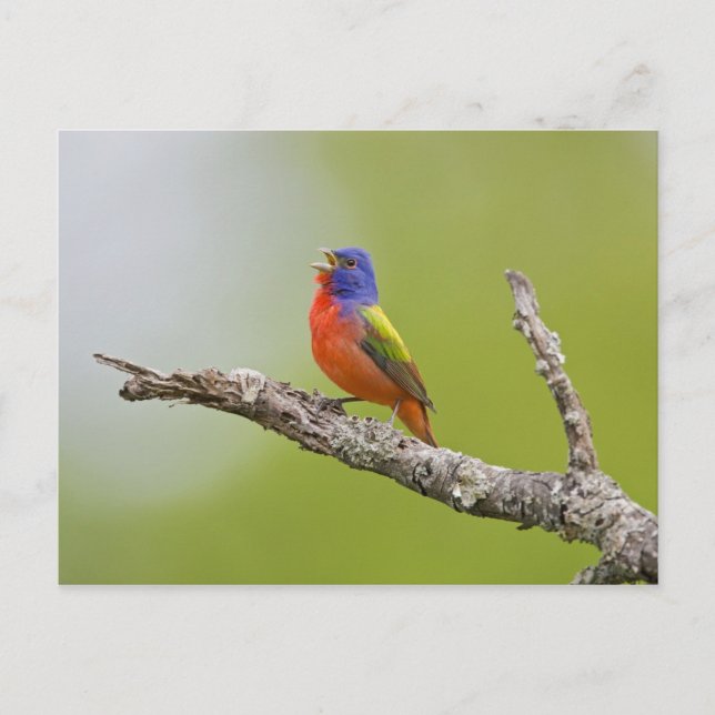 Carte Postale Peint Bunting Passerina ciris) chant masculin (Devant)