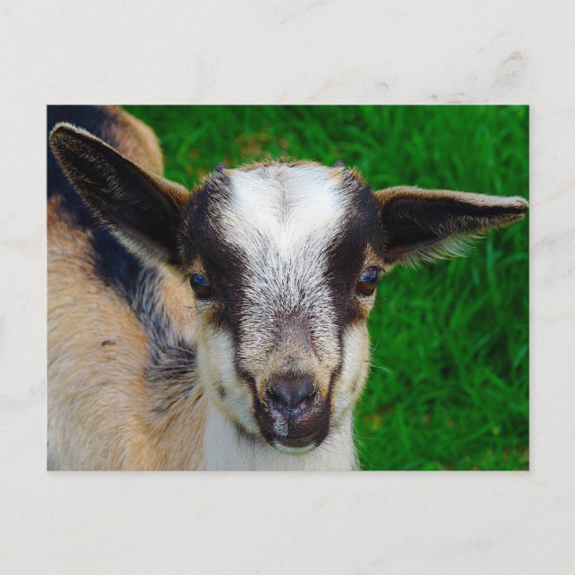 Carte Postale Peinture (Devant)