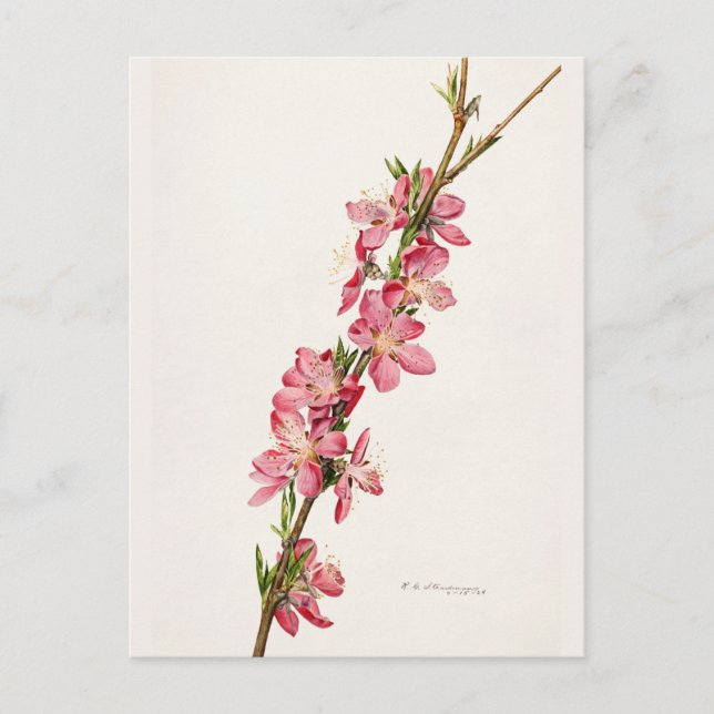 Carte Postale Peinture à l'aquarelle de fleurs roses de pêche (Devant)