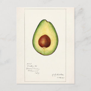 Carte Postale Peinture à l'aquarelle de fruit d'avocat (Persea)