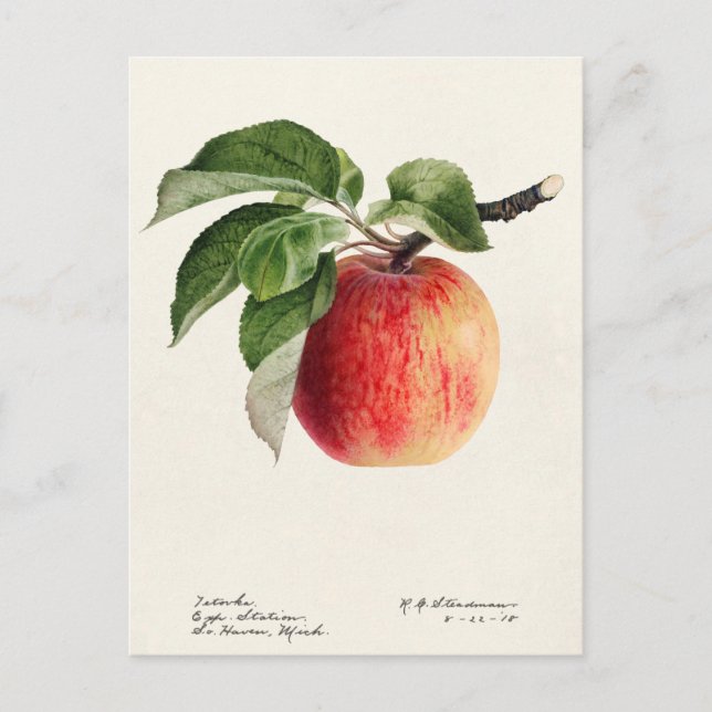 Carte Postale Peinture à l'aquarelle de fruits (Malus Domestica) (Devant)
