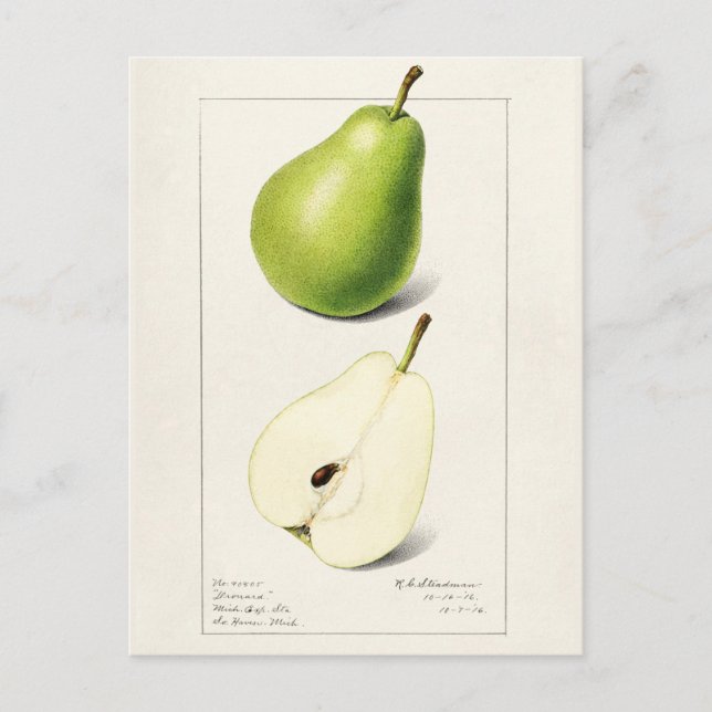 Carte Postale Peinture à l'aquarelle de fruits (Pyrus Communis) (Devant)