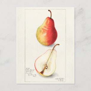 Carte Postale Peinture à l'aquarelle de fruits (Pyrus Communis)