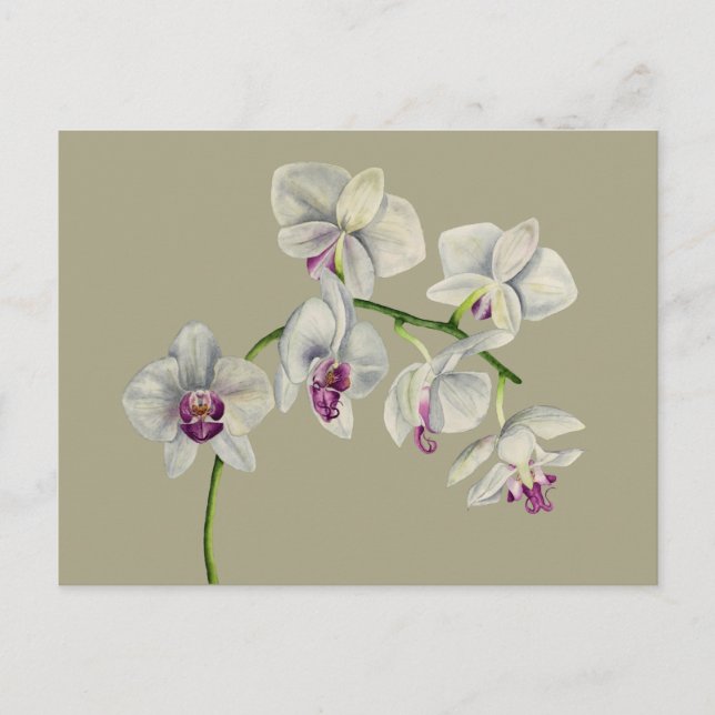 Carte Postale Peinture à l'aquarelle des orchidées (Devant)