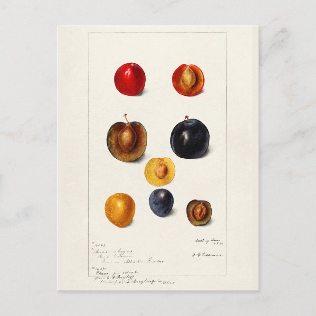Carte Postale Peinture à l'aquarelle des prunes (Prunnus Domeati (Devant)