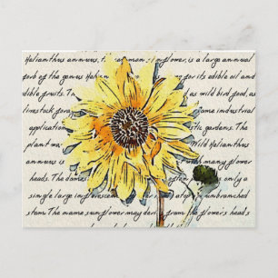 Carte Postale Peinture à l'eau vintage de tournesol