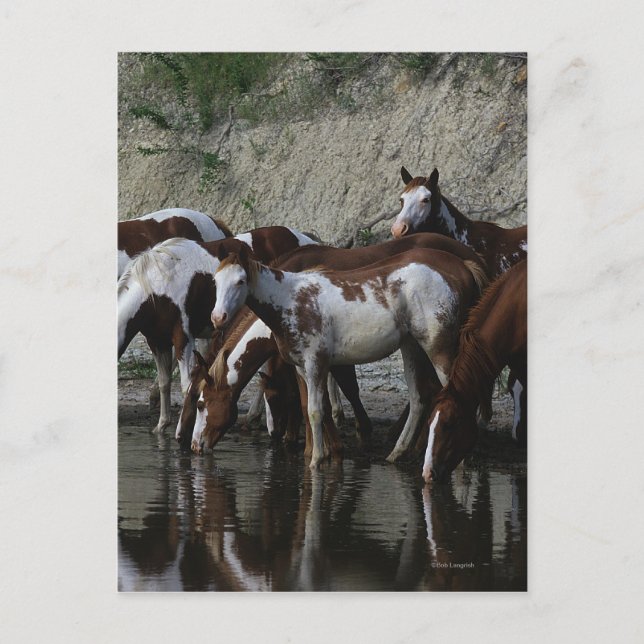 Carte Postale Peinture Chevaux Boire (Devant)