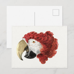 Carte Postale Peinture d'Aert Schouman, Chef d'une Macaw