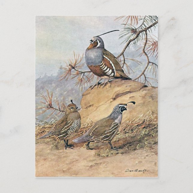 Carte Postale Peinture de deux espèces différentes de cailles (Devant)