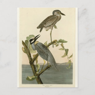 Carte Postale Peinture de héron jaune couronné vintage Audubon