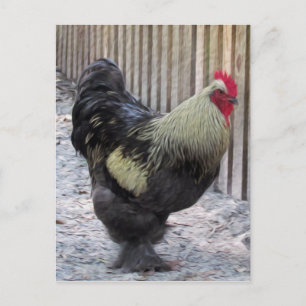 Carte Postale Peinture de poulet au coq