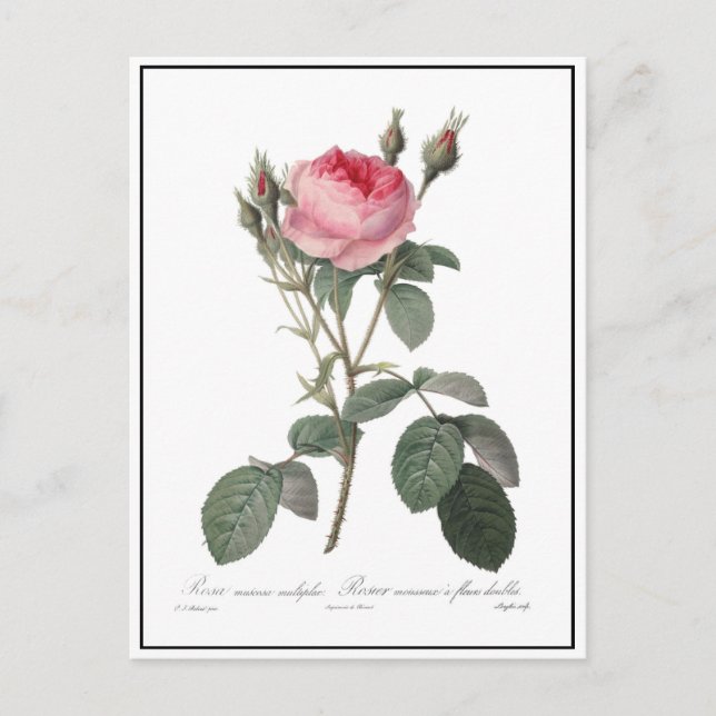 Carte Postale Peinture de roses anciennes roses pâles (Devant)
