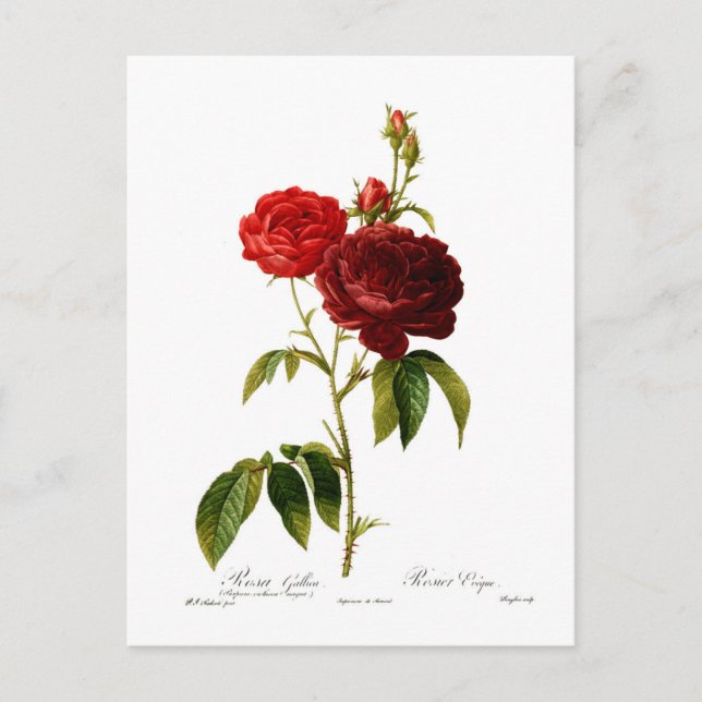 Carte Postale Peinture de roses vintages rouge profond (Devant)