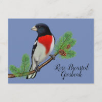 Peinture d'oiseaux noirs rouges Rose Grosbeak brai
