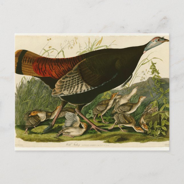 Carte Postale Peinture d'oiseaux sauvages de Turquie Audubon (Devant)