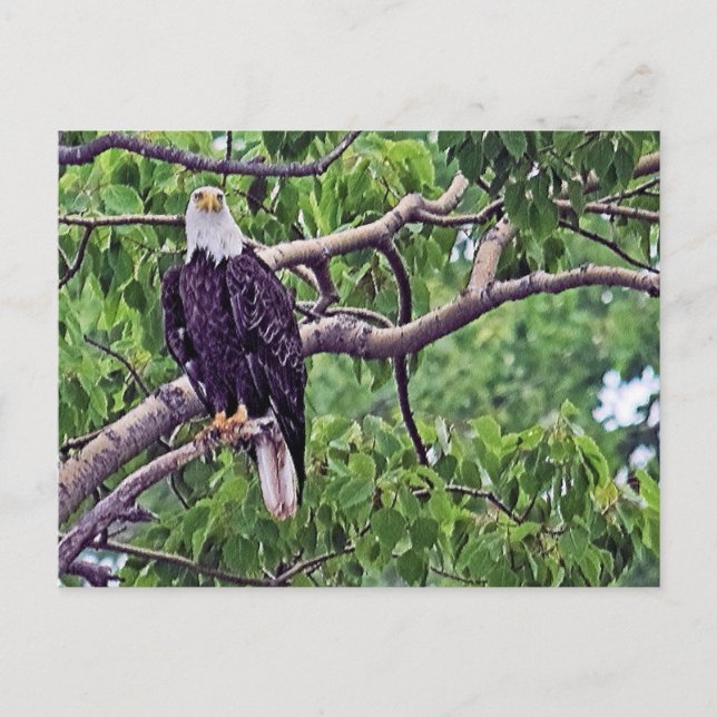 Carte Postale Peinture d'un aigle chauve (Devant)