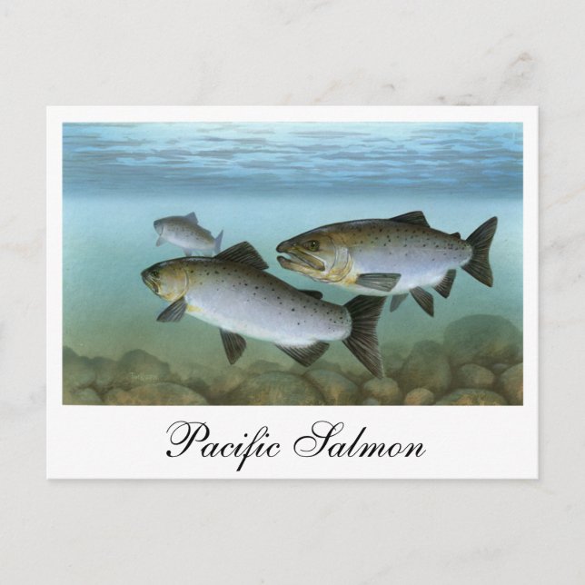 Carte postale Peinture Saumon du Pacifique (Devant)
