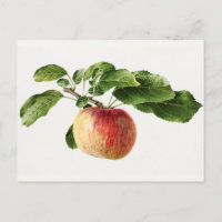 Peinture vintage d'aquarelle de fruits de pomme