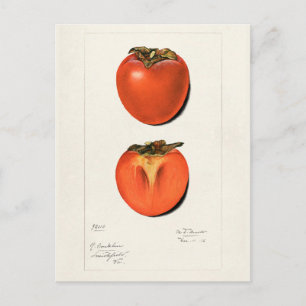 Carte Postale Peinture vintage Persimmons Fruit Aquarelle