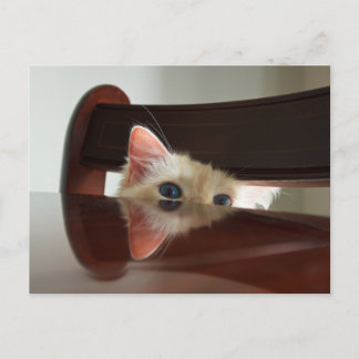 Carte postale Pékin Chat Ragdoll