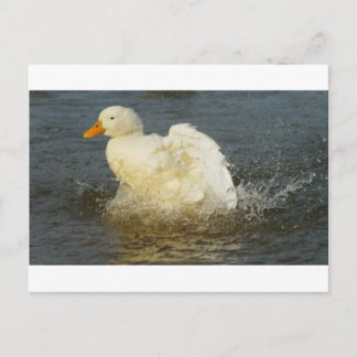Carte Postale Pekin Duck IV