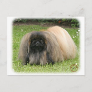 Carte Postale Pekingese 9Y218D-016