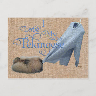 Carte Postale Pekingese Tug-O-War