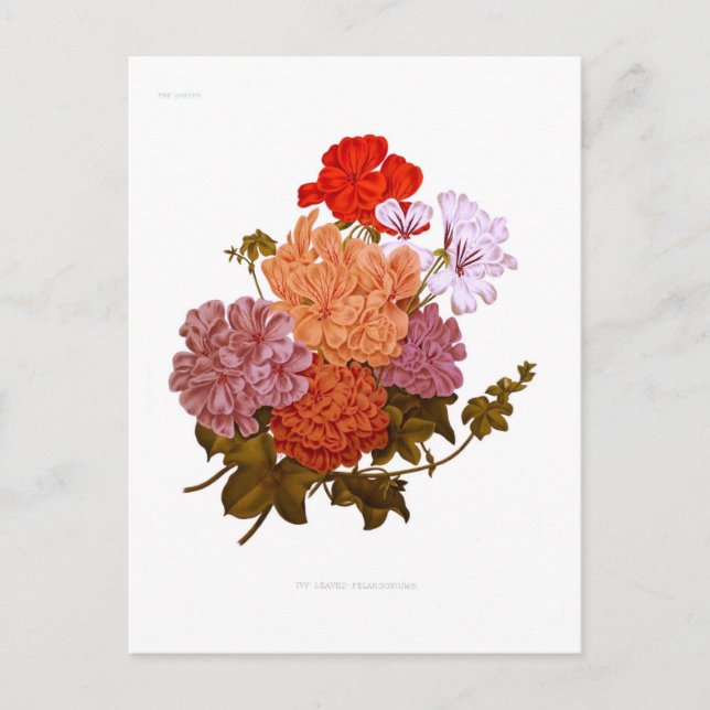 Carte Postale Pelargoniums à feuilles d'ivoire (Devant)