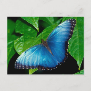 Carte Postale Peleides Blue Morpho (Morpho peleides)