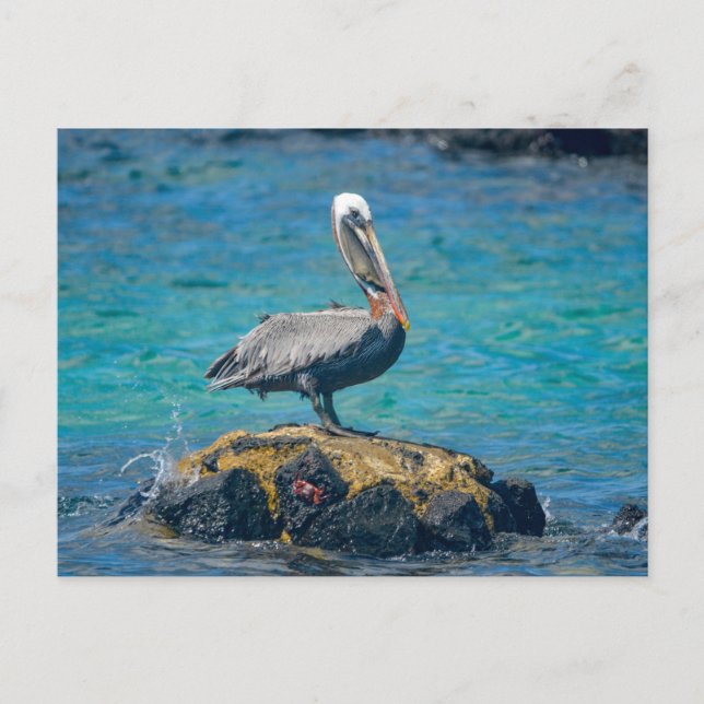 Carte Postale Pélican (Devant)