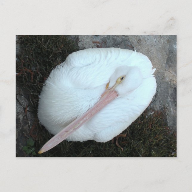 Carte Postale Pélican (Devant)