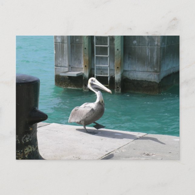 Carte Postale Pélican (Devant)