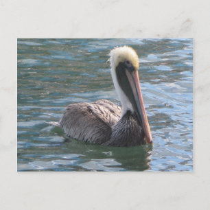 Carte Postale Pélican