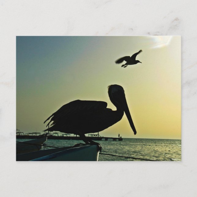 CARTE POSTALE PELICAN (Devant)