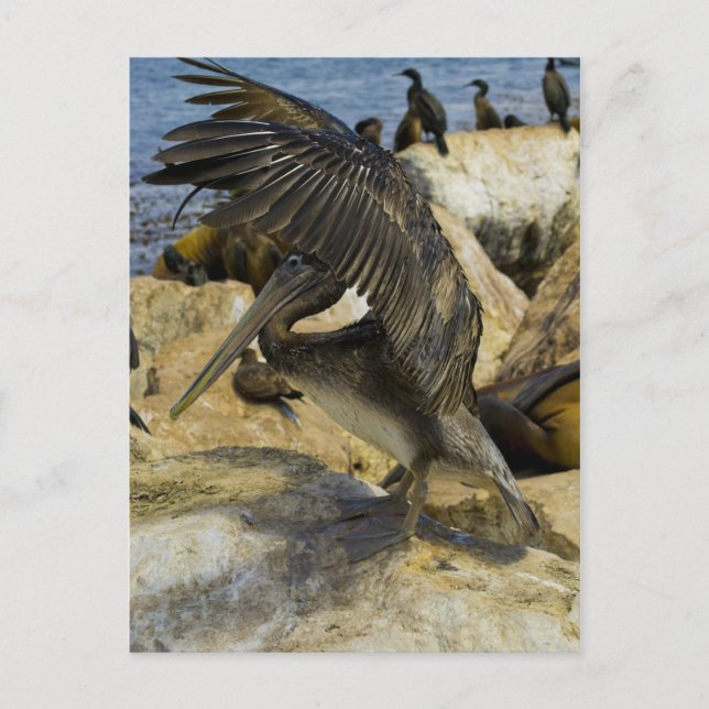 Carte postale Pelican (Devant)