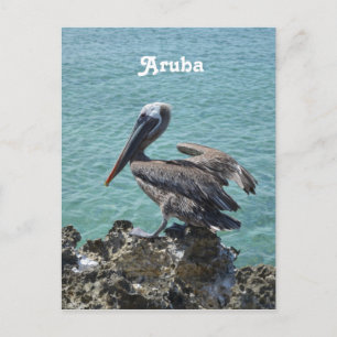 Carte Postale Pélican à Aruba